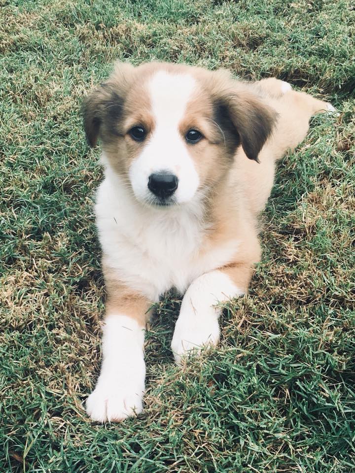 Sunshine Farm's Old Time Scotch Collie 2018 puppy Louisa's face